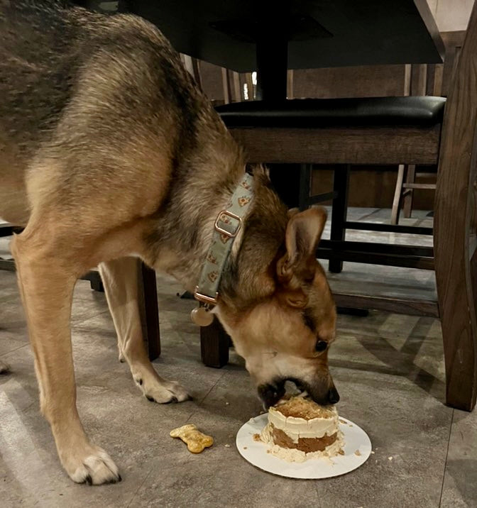 Puppy Smash Cake
